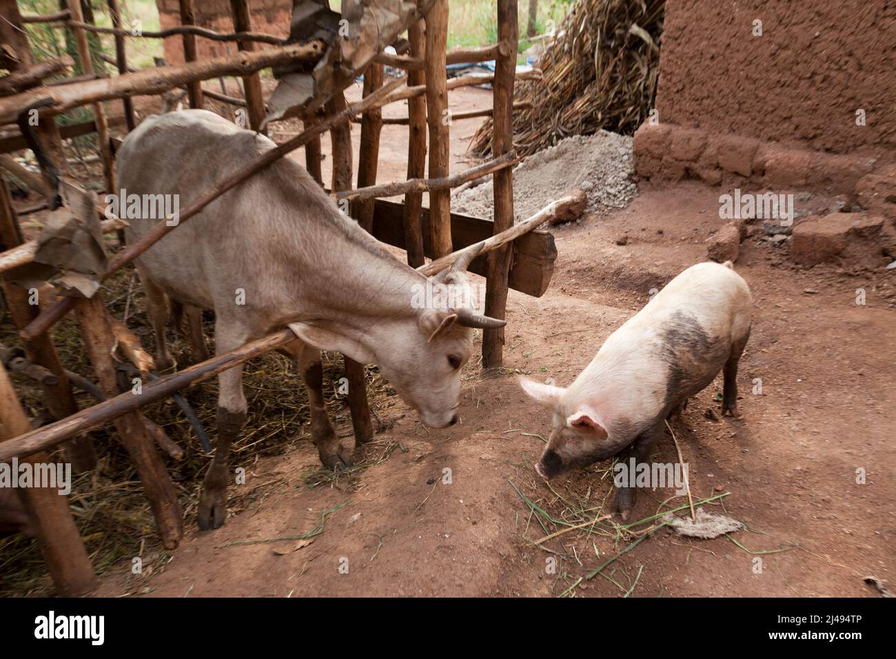 Stephanie' s pigs, bought with cash from her farm. Stephanie Yinkamiye is mother of 6 children and 11 grandchilden.   Stephanie  has also adopted two HIV orphen boys. Mbazi sector, Huye disrict.   Photograph by Mike Goldwater Stock Photo