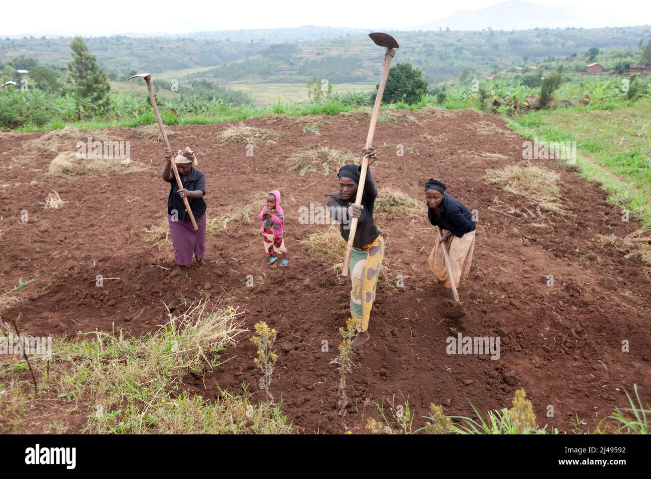 (left to right) Maria Goreti, Theogenie Muksine and Marie Agnes Mukakarangwa, working on Stephanie Yinkamiye's family plot.  The first two are Stephanie's daughters,  Akanynya village, Mbazi sector, Huye district.  Photograph by Mike Goldwater Stock Photo