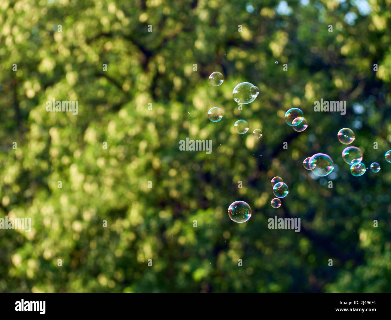 Soap bubbles on green nature background. Stock Photo