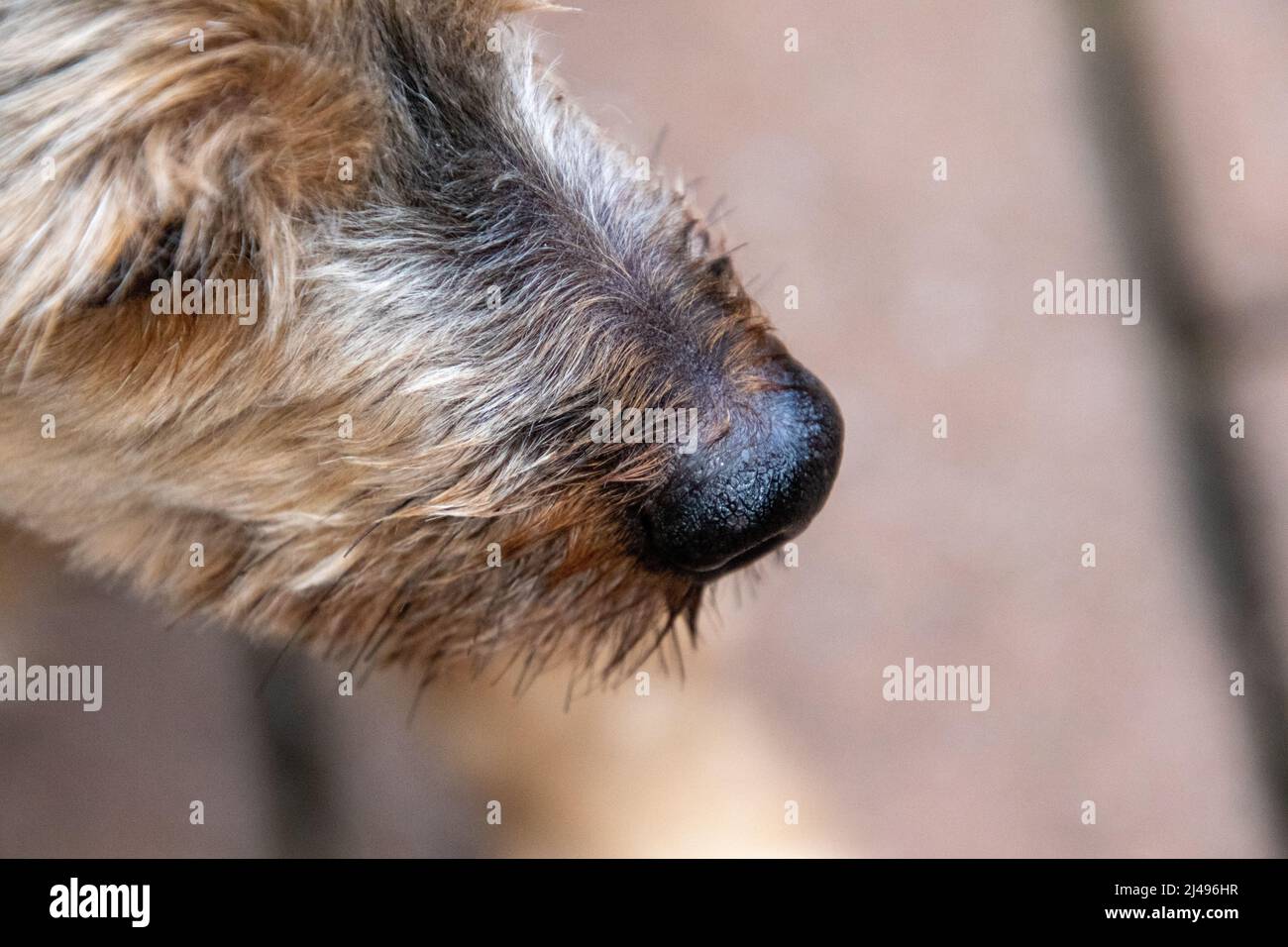 Why Is My Dogs Nose Ice Cold