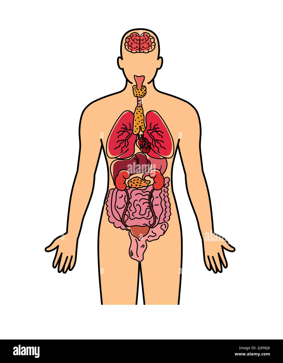 Body organs vector Stock Vector Images Alamy