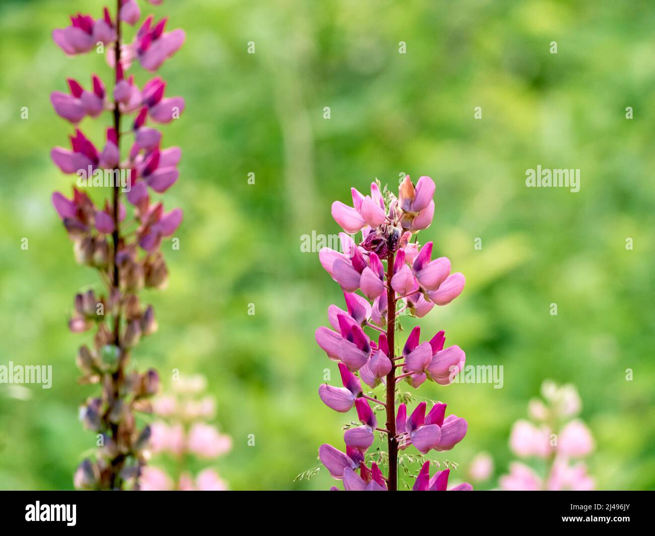 Lupin flowers blooms in the field Stock Photo Alamy