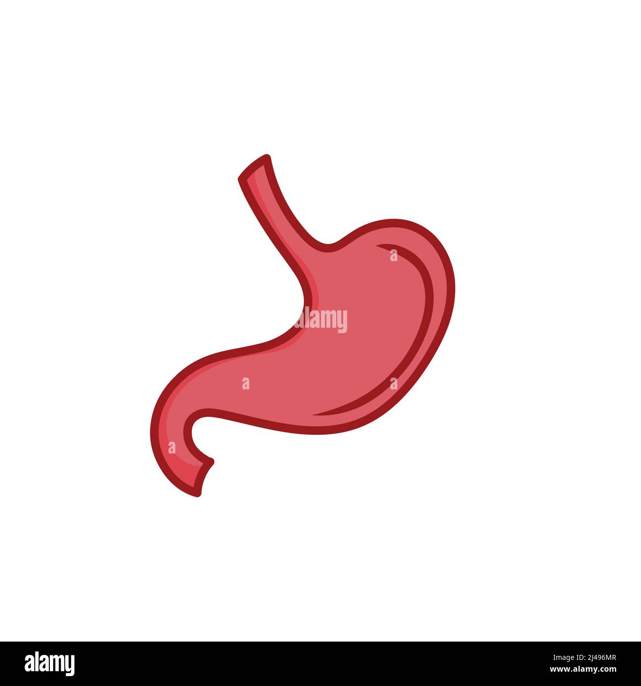 Human Stomach illustration isolated on white background Stock Vector