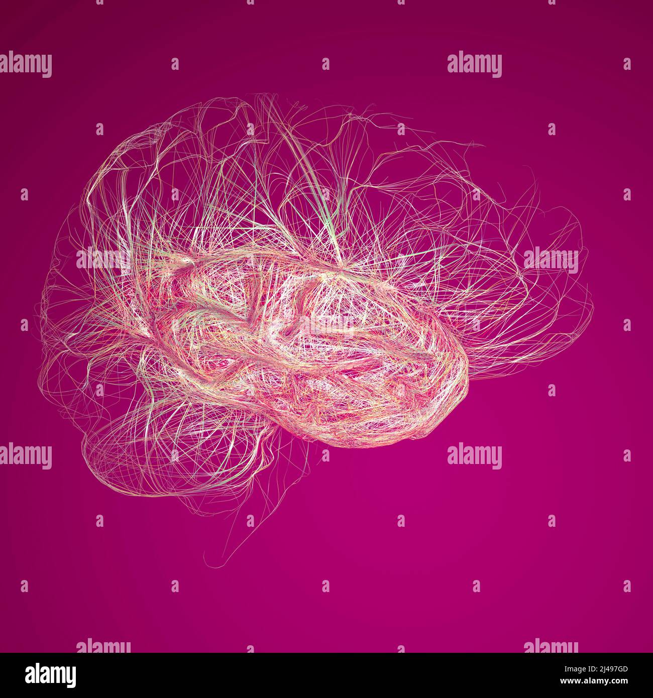 Brain, the temporal lobe is one of the four major lobes of the cerebral cortex, consist of structures that are vital for declarative or long-term memo Stock Photo