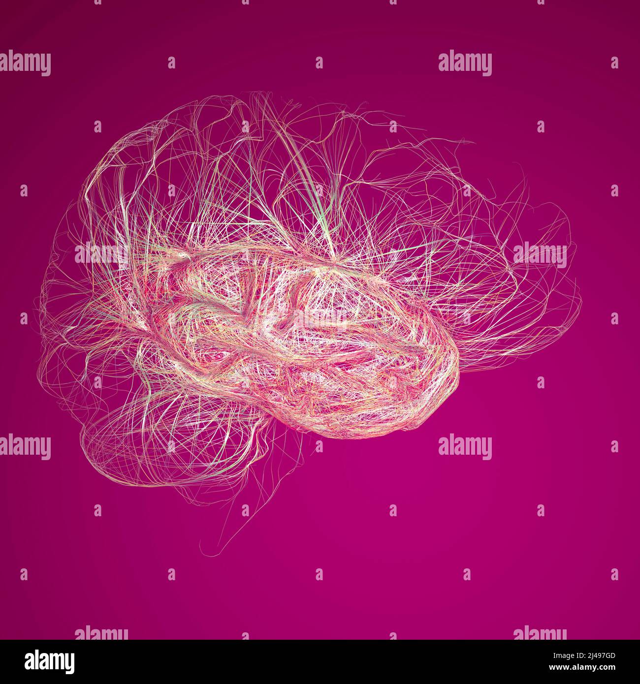 Brain, the temporal lobe is one of the four major lobes of the cerebral