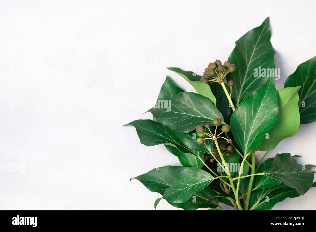 Top view of green leaves on neutral concrete background, with space for text Stock Photo