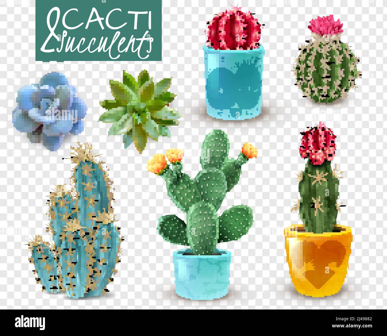 Blooming cacti and popular succulents varieties easy care decorative indoor plants realistic set transparent background vector illustration Stock Vector