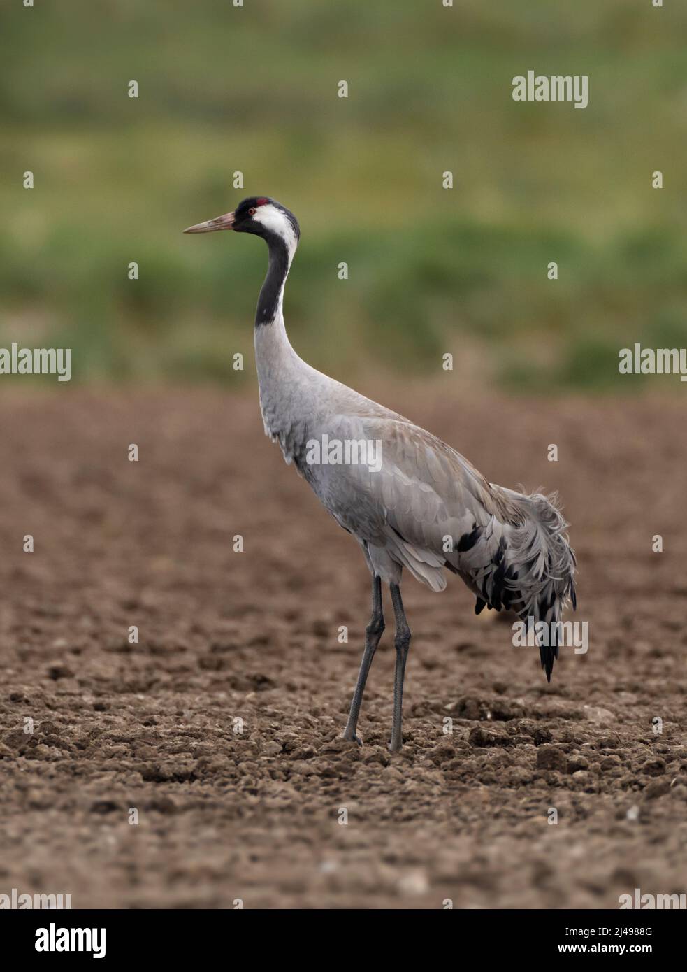 A Eurasian Crane (Grus grus) standing feeding in a crop field, Norfolk Stock Photo