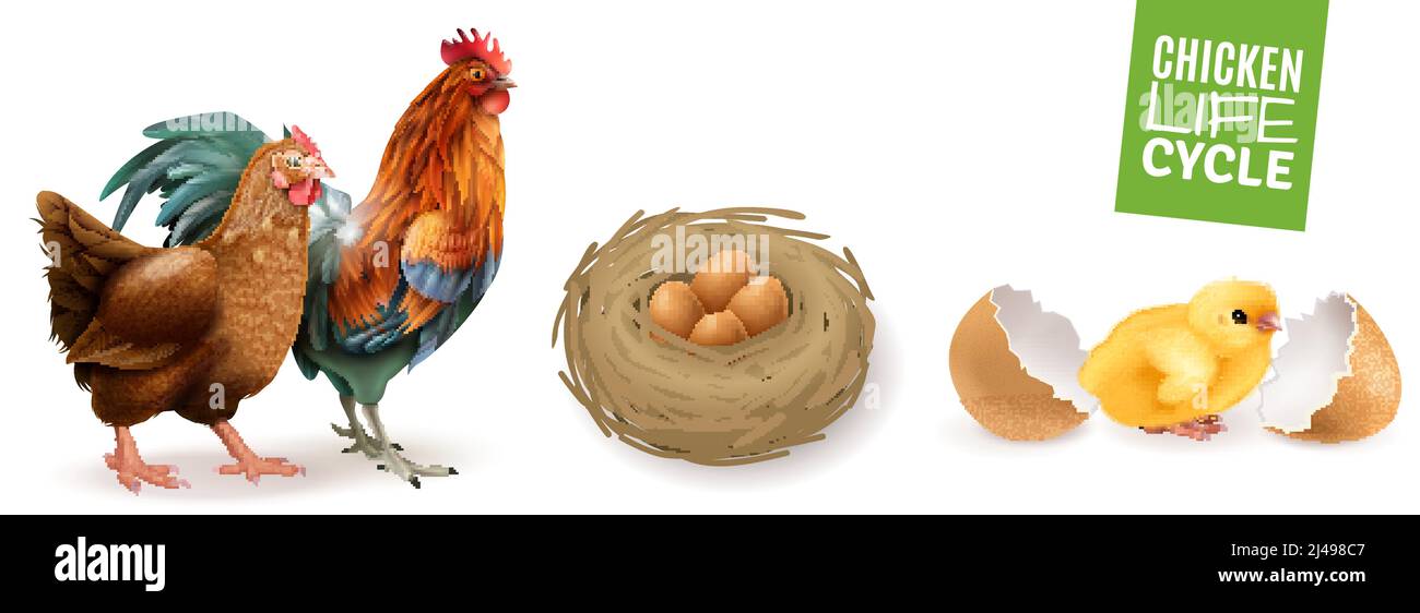 Chicken life cycle realistic horizontal set  with hen rooster fertile eggs and newly hatched chick vector illustration Stock Vector