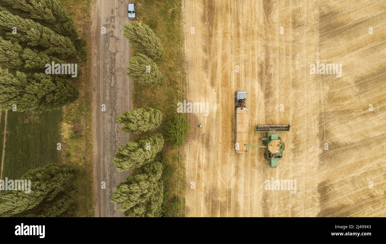 Aerial view combine harvester harvesting on the field Stock Photo - Alamy