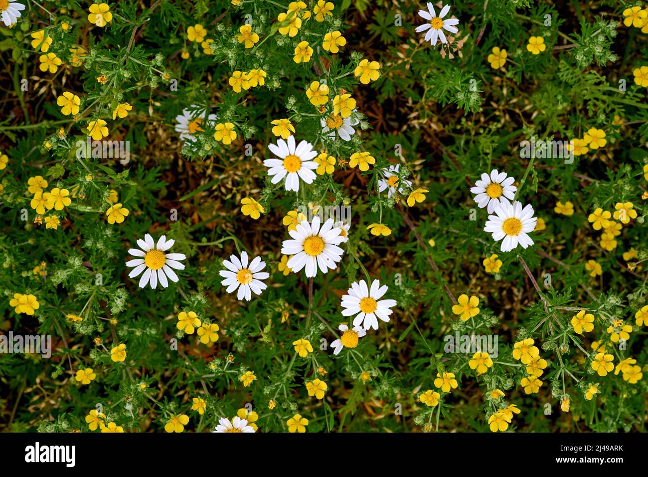 Wildlife lawn wild flowers hi-res stock photography and images - Alamy