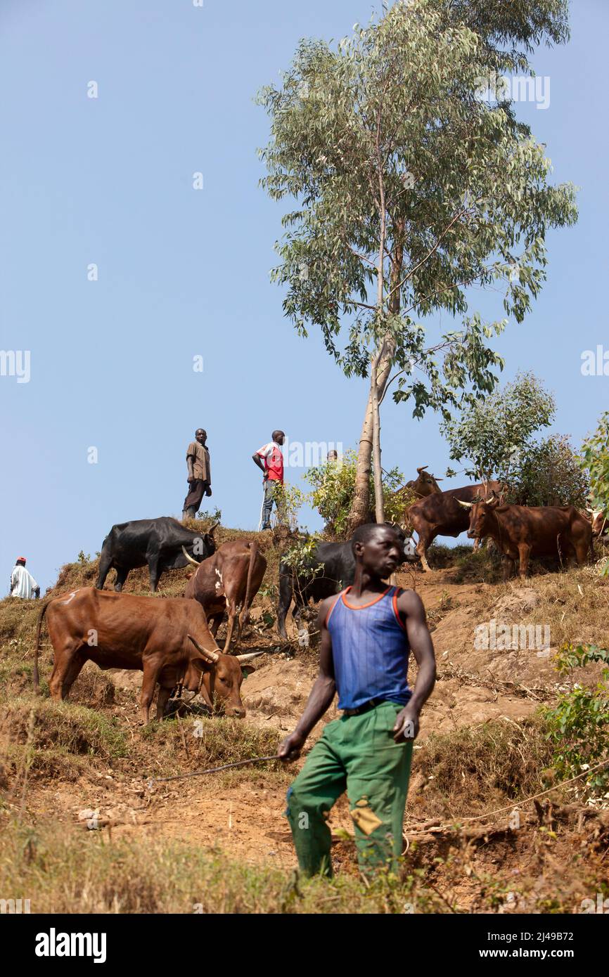 Cattle for sale at Bushoka village market, Gasiza cell, Kivuruga sector