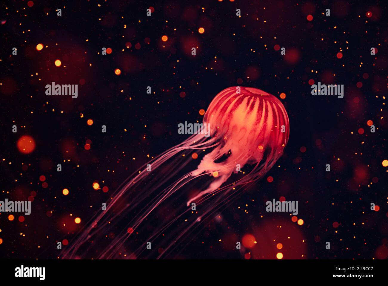 Glowing red Jellyfish underwater ocean. Japanese sea nettle floating in