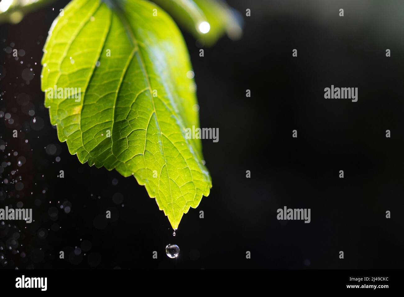 Raindrops falling onto a green leaf Stock Photo