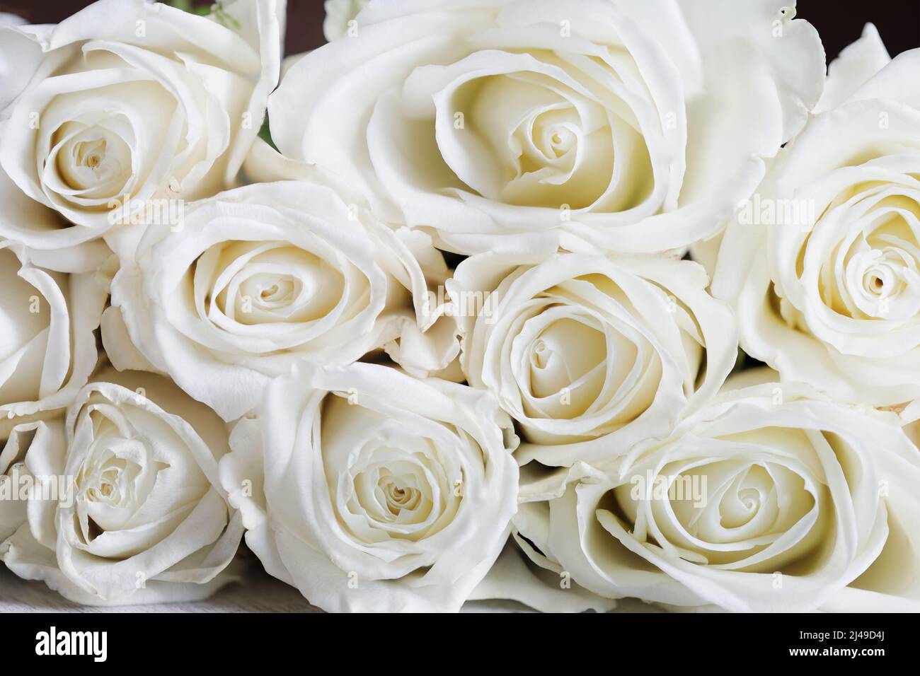 Beautiful long stem white rose flower background. Stock Photo