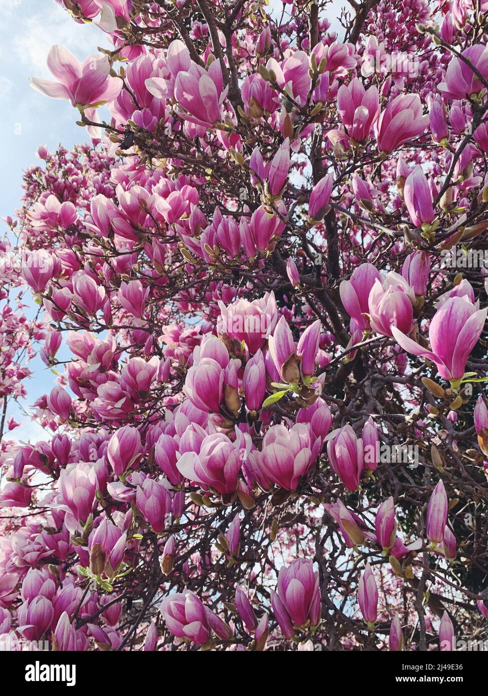 Beautiful pink fresh magnolia flowers in full bloom. Blossoming trees