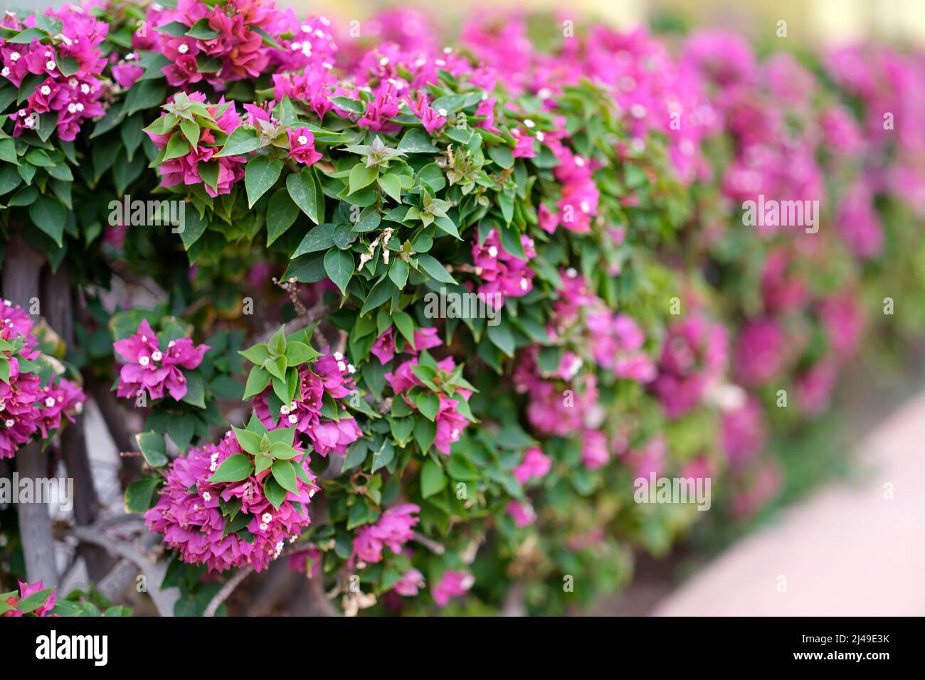 Tropical plants closeup hi-res stock photography and images - Alamy
