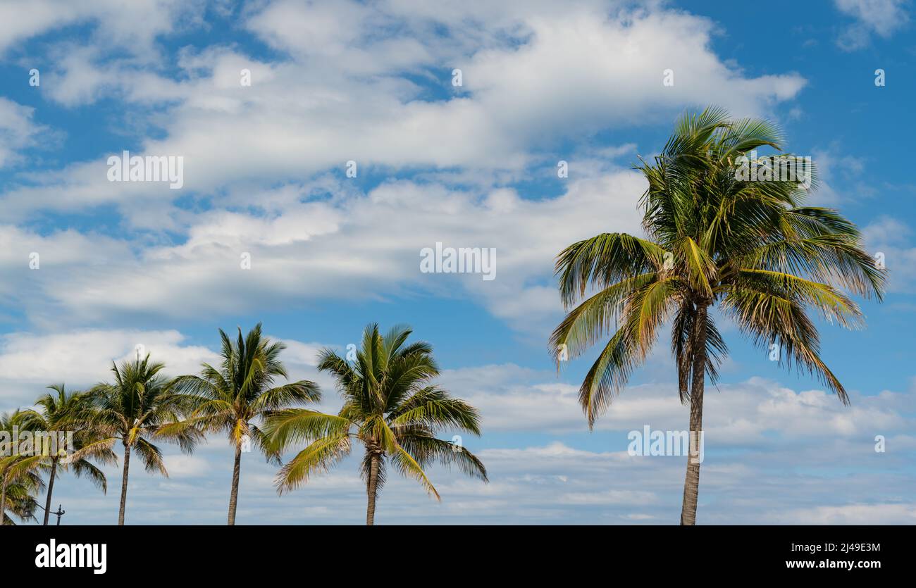 palm tree with green leaves on blue sky background Stock Photo - Alamy