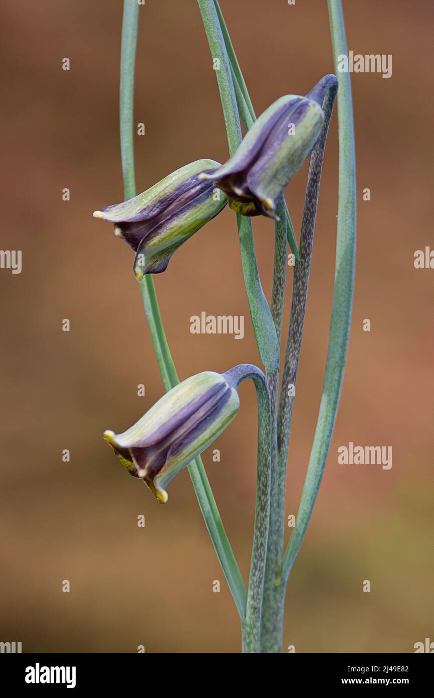 Three flowers of the beautiful Fritillaria Acmopetala growing in the RHS Wisley Stock Photo