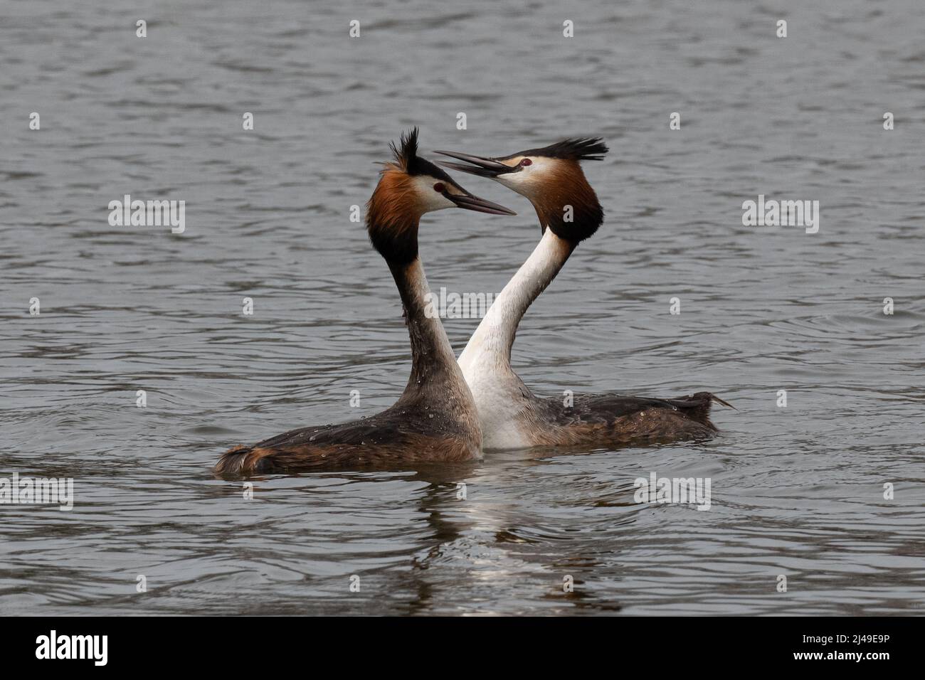 Pair of great crested grebes courting in a lake Stock Photo
