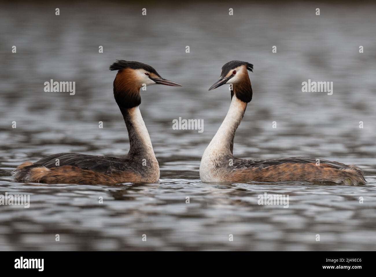 Pair of great crested grebes courting in a lake Stock Photo