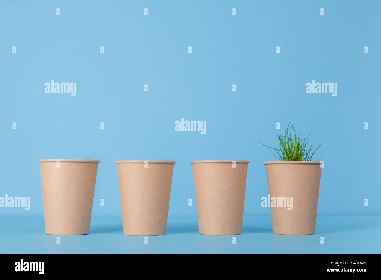 Recycling paper cups. used cups on a blue background. sprouts sprouted ...