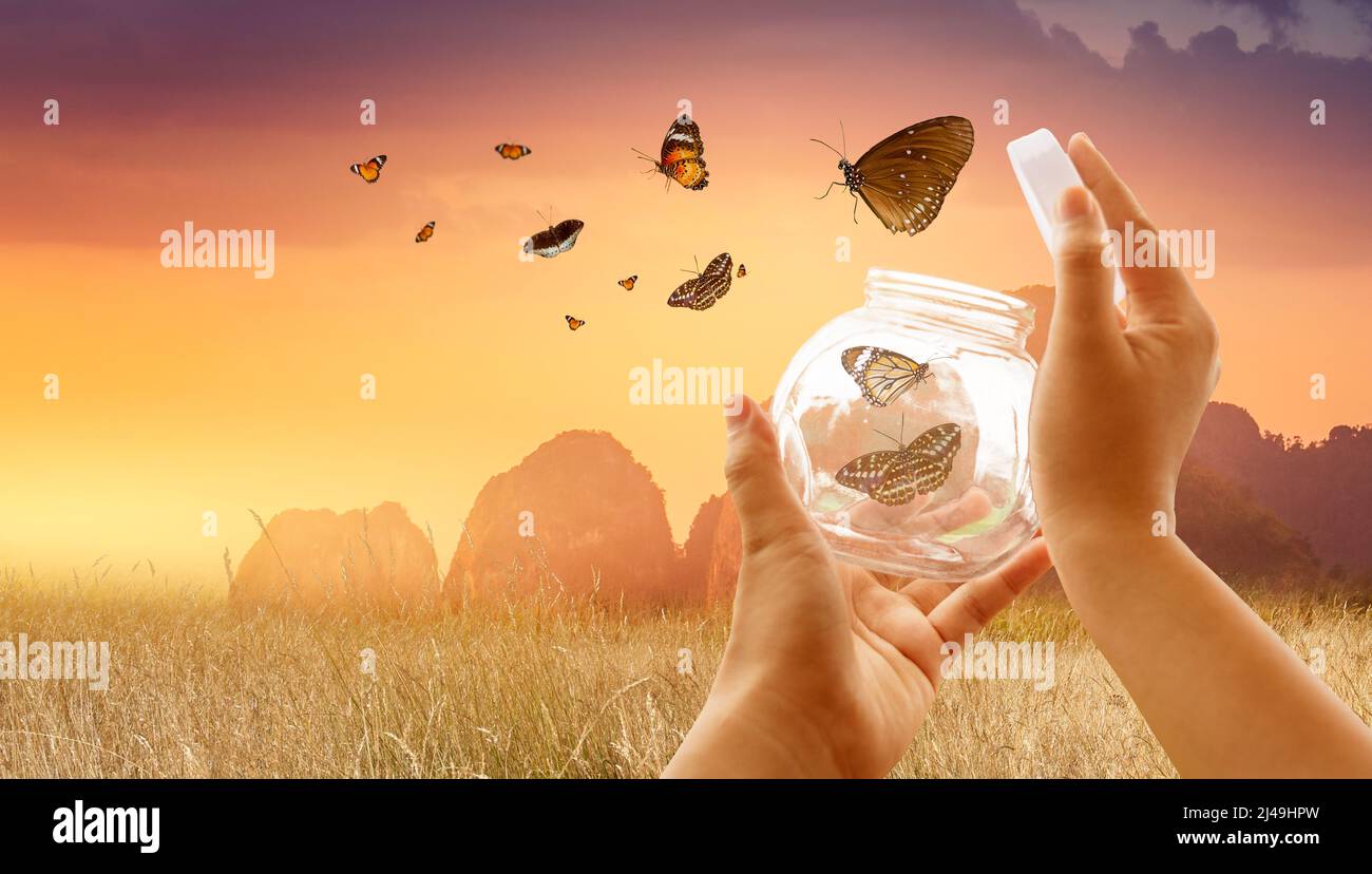 The girl frees the butterfly from the jar, golden blue moment Concept of freedom Stock Photo