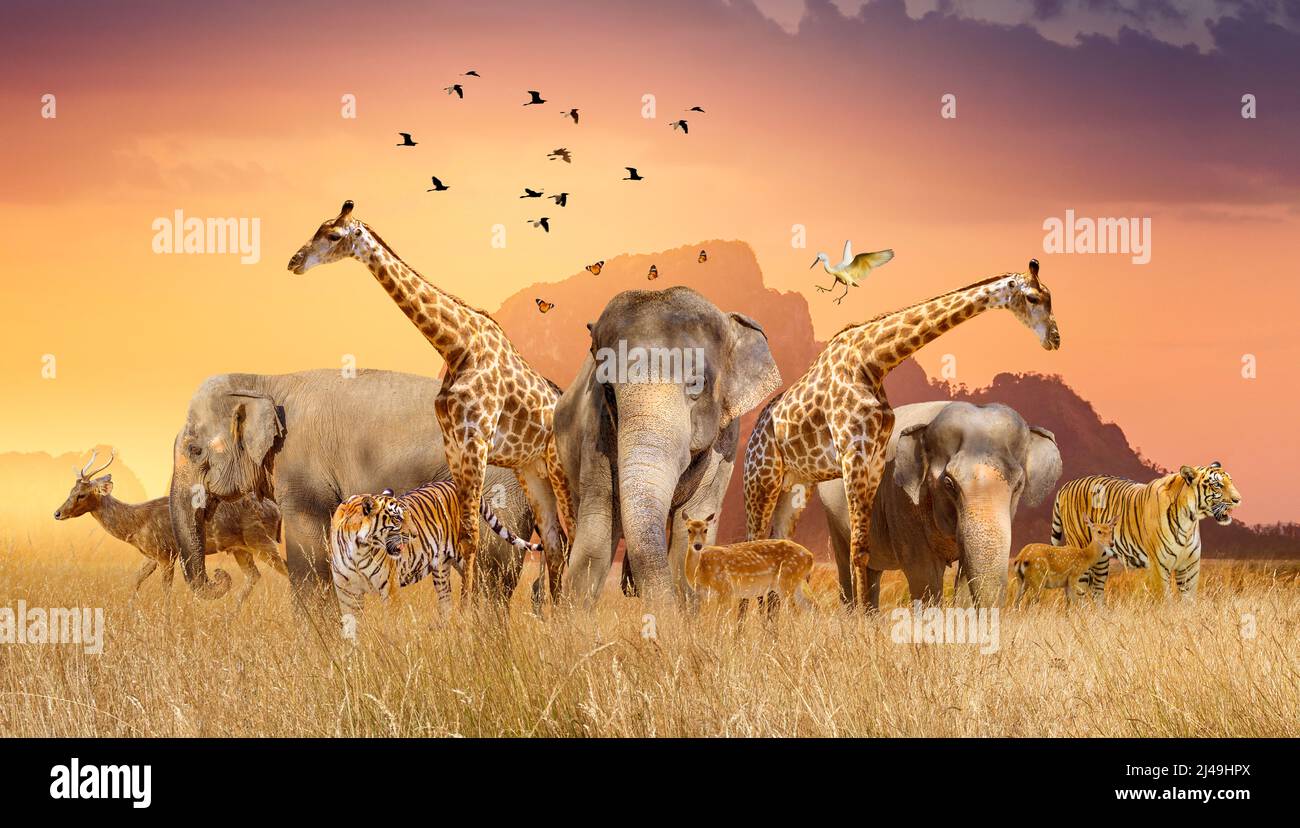 World Wildlife Day  Groups of wild beasts were gathered in large herds in the open field in the evening when the golden sun was shining. Stock Photo