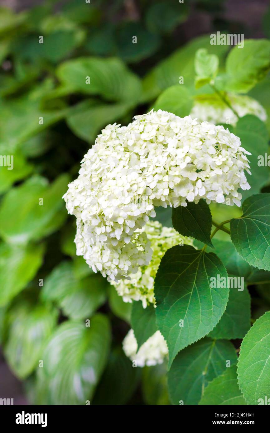 Blooming white Annabelle Hydrangea arborescens known as