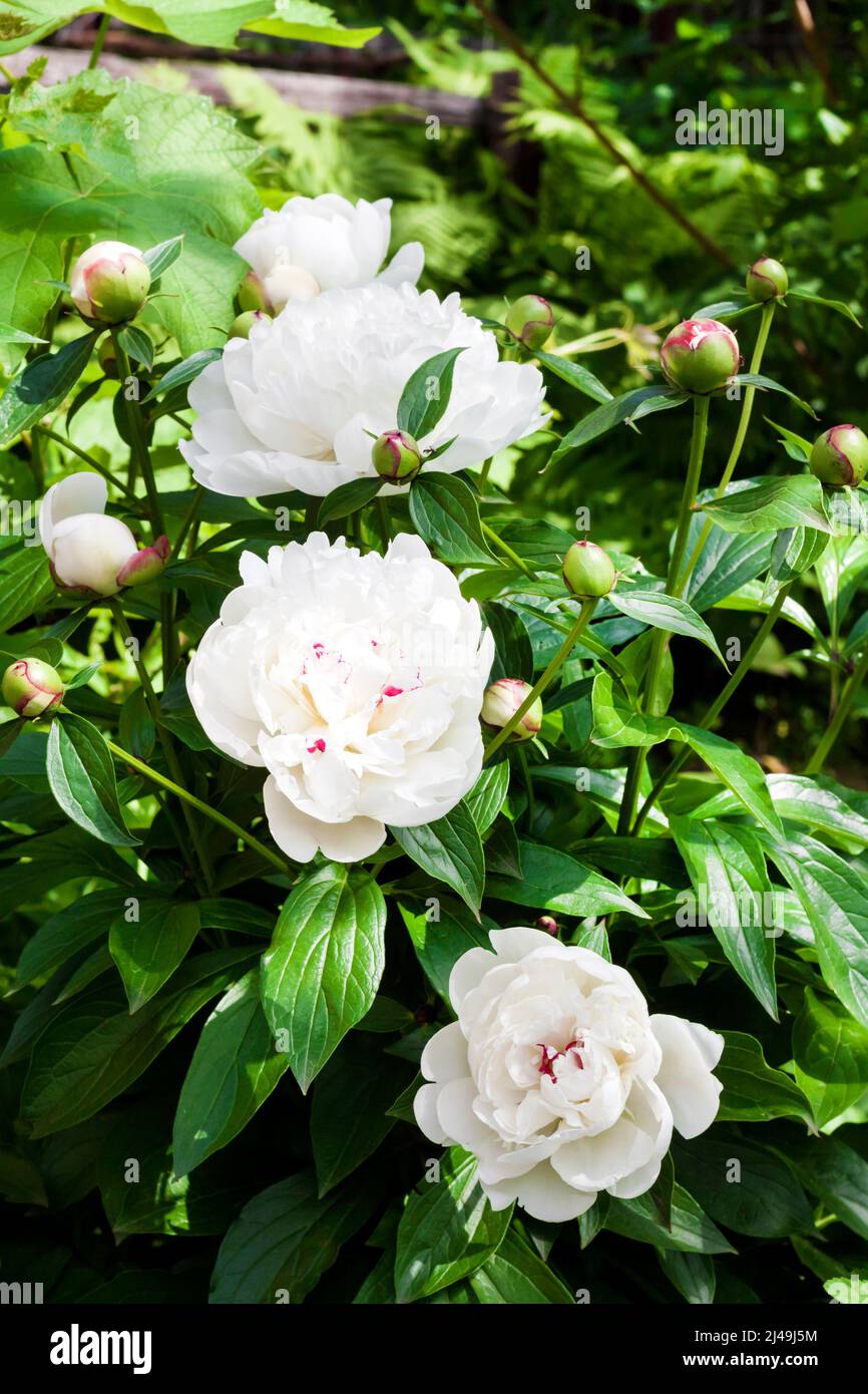 Close-up of white peony on green garden background Stock Photo - Alamy