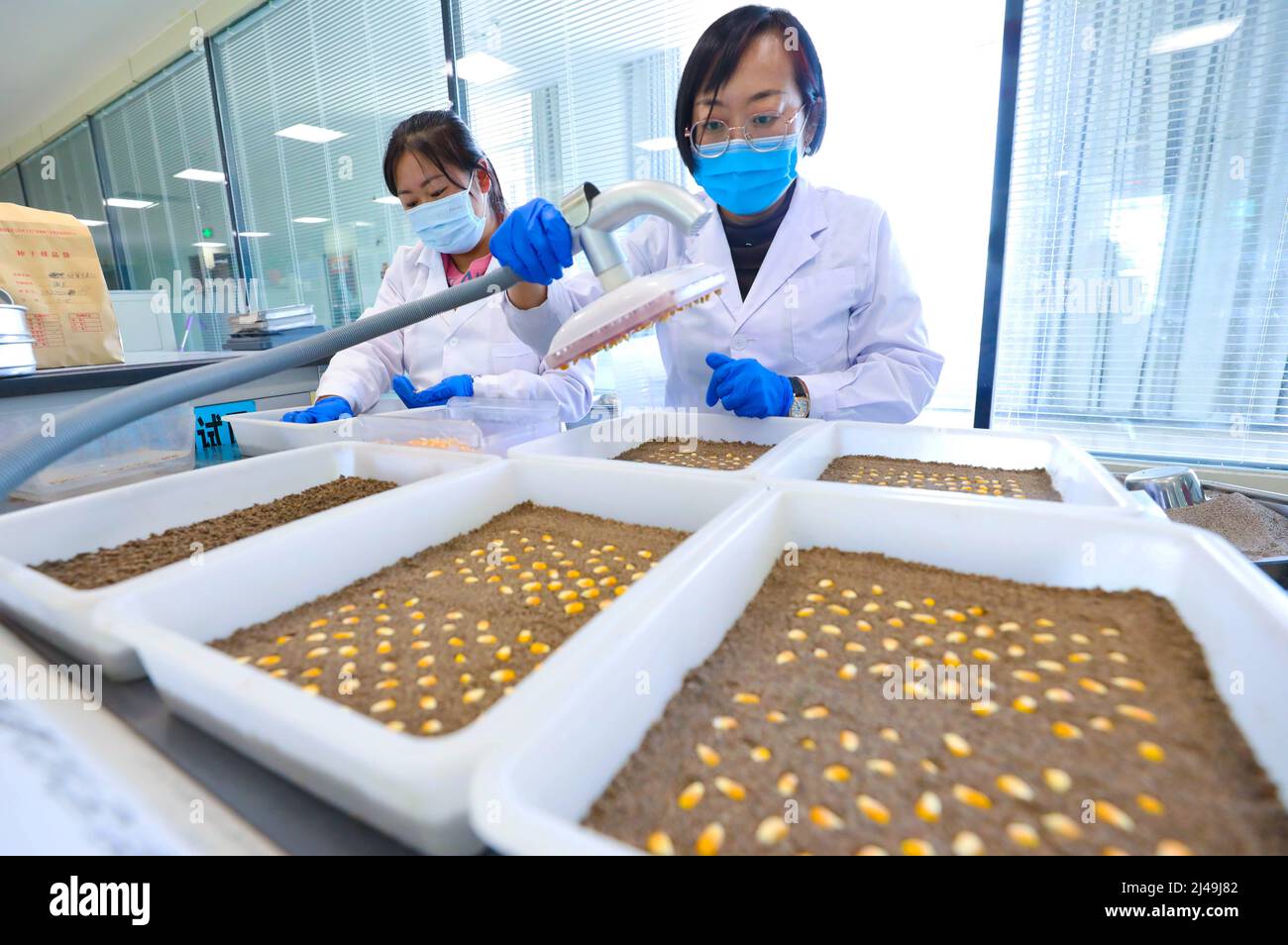 ZHANGYE, CHINA APRIL 12, 2022 A staff member conducts a corn seed