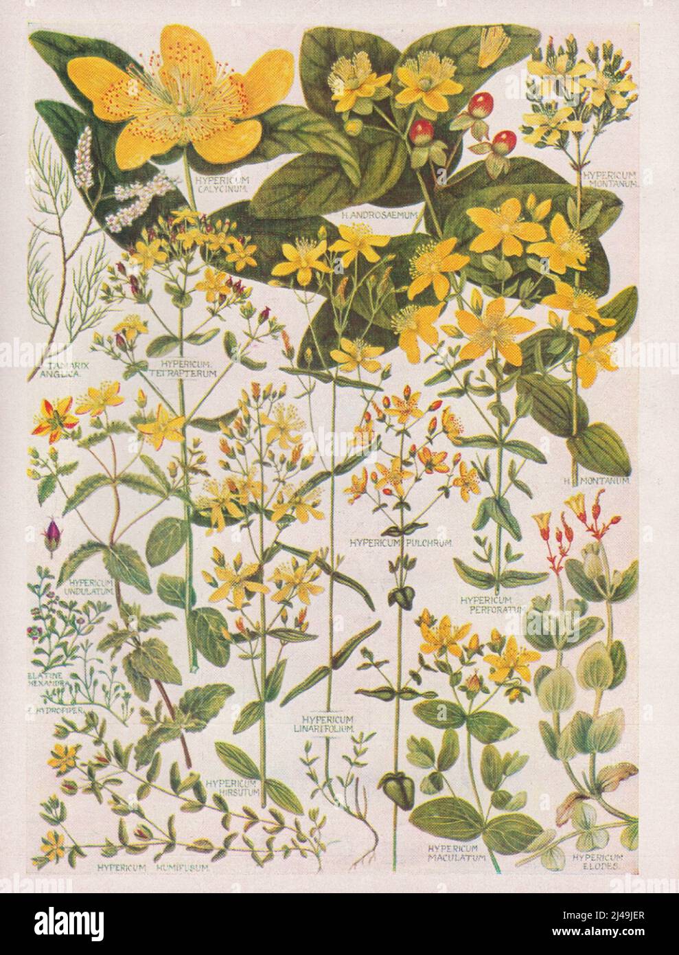 Illustration of herbs herb for kitchen floral design vintage floral picture Stock Photo