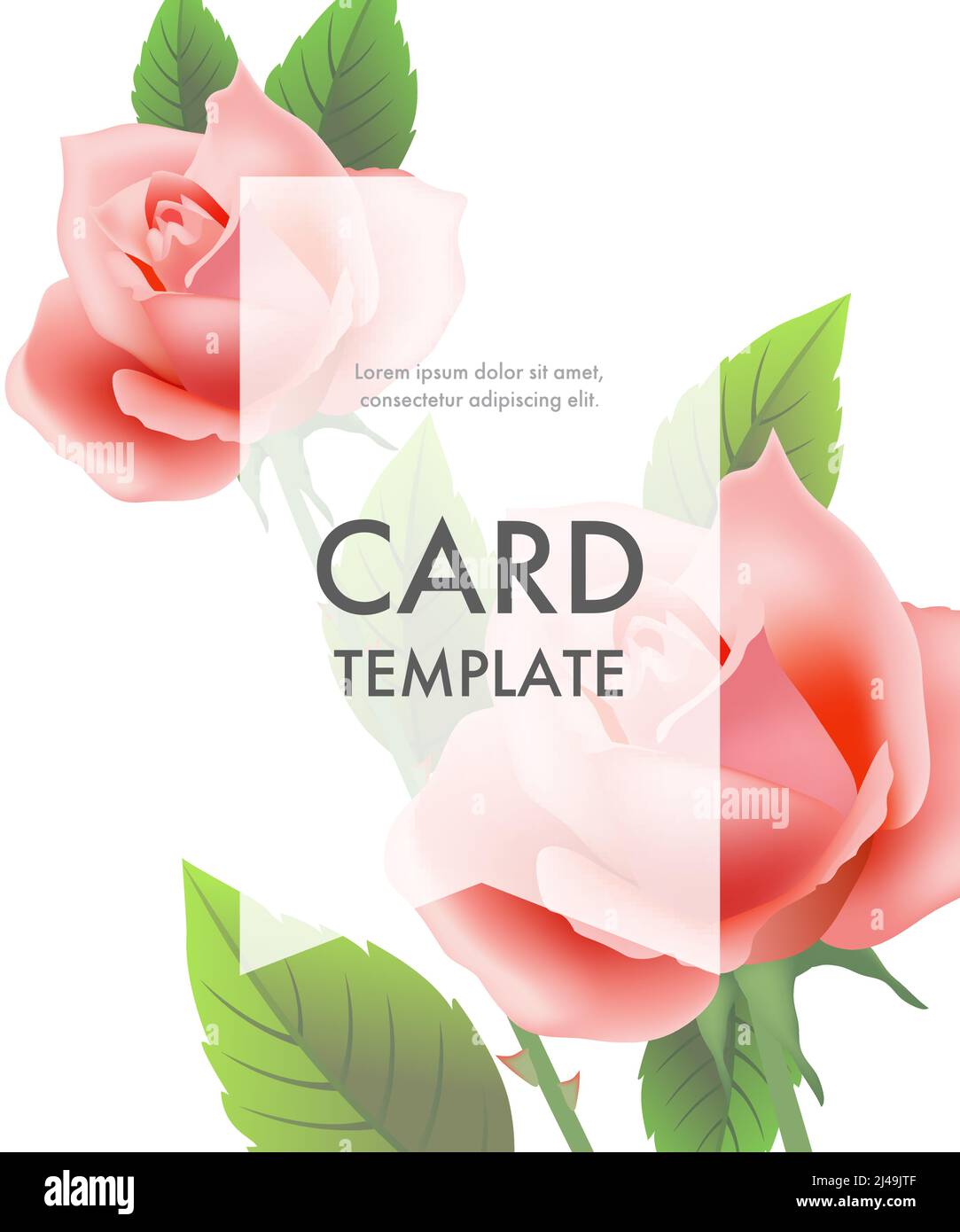 Greeting card template with pink roses and transparent frame on white ...