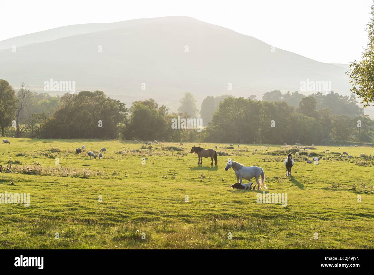 Highland poines in Glen Esk, angus Stock Photo