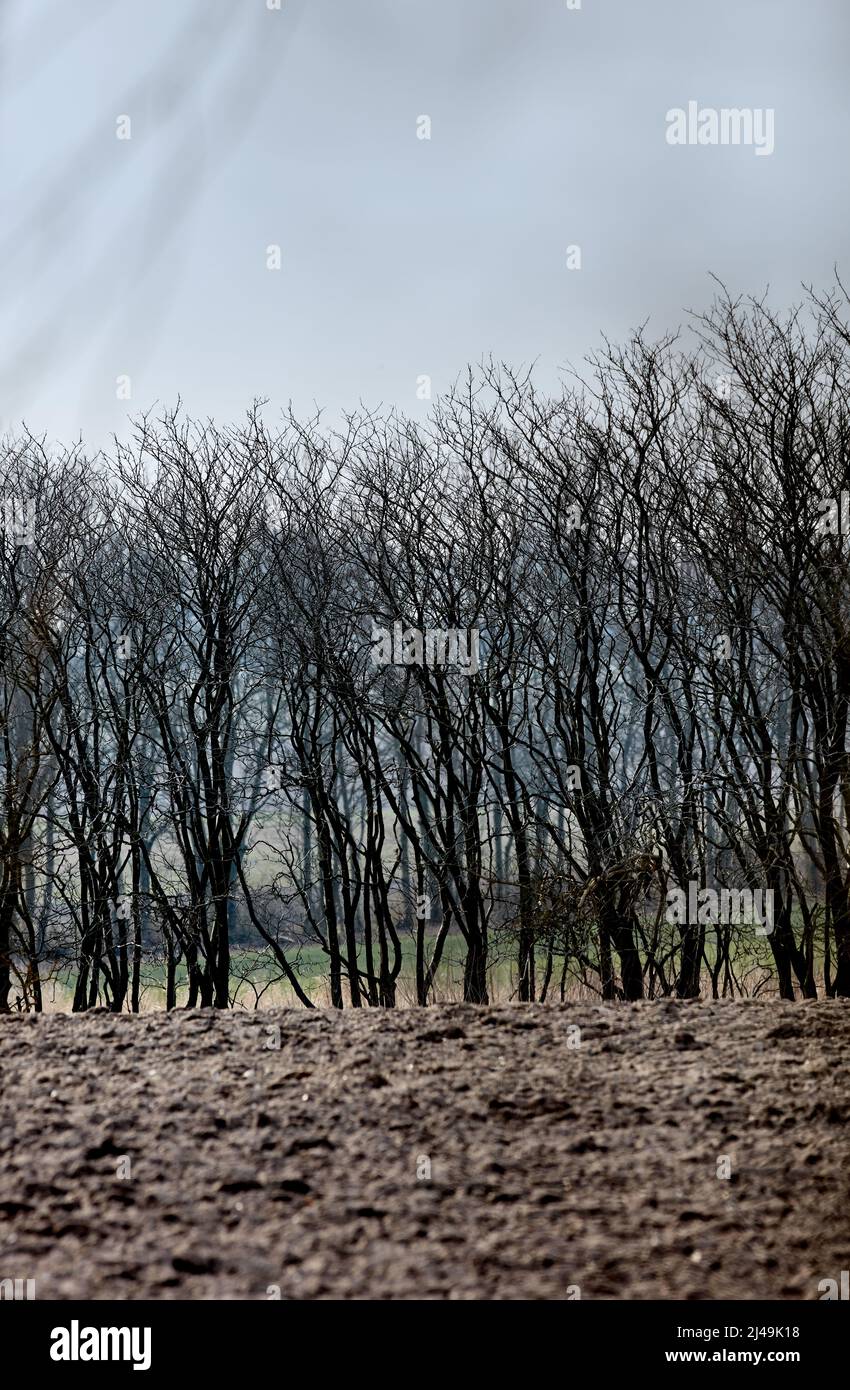 Wintertime - countryside in Denmark. Winter landscape on a sunny day with blue sky. Stock Photo