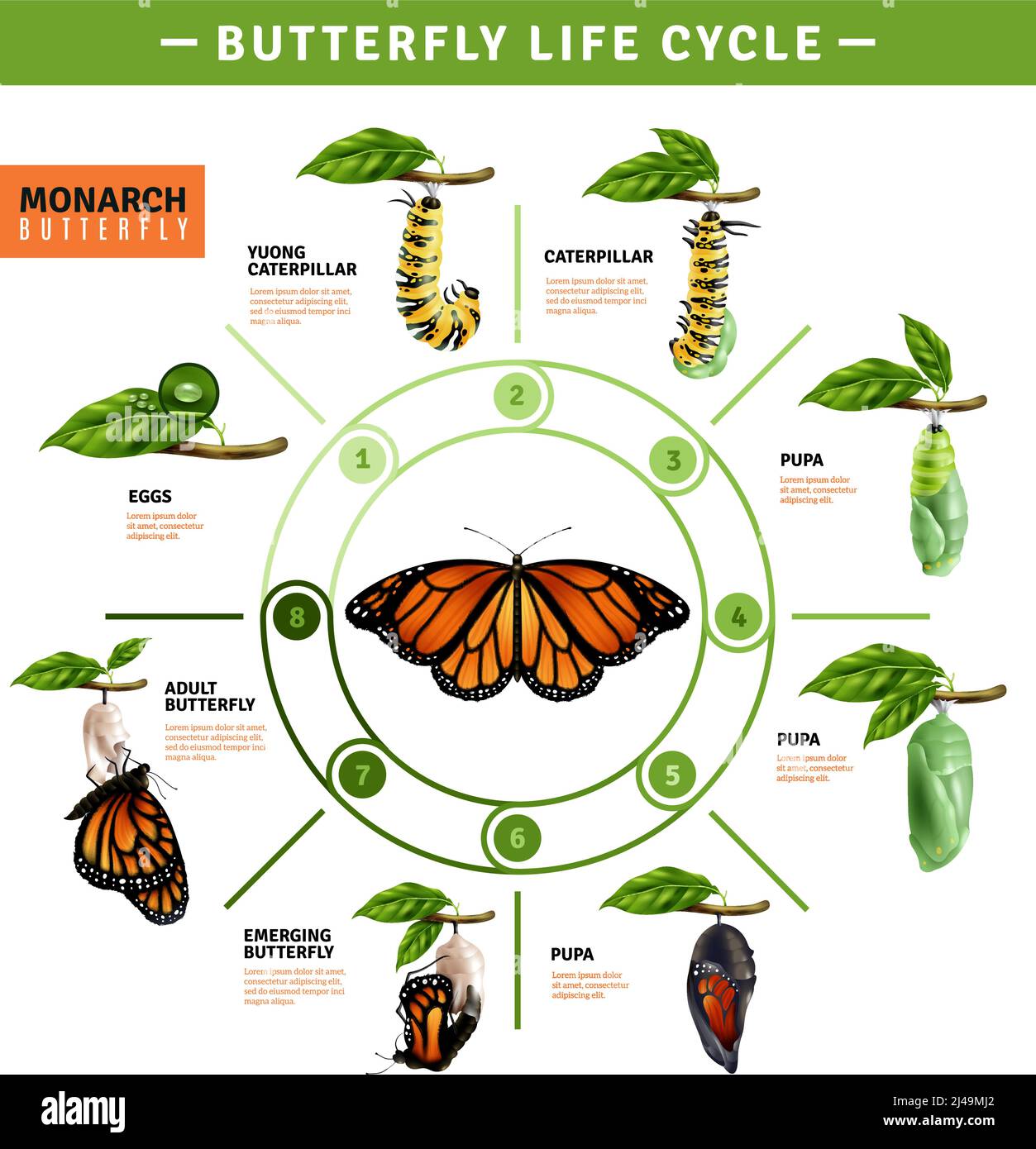 Butterfly life cycle infographics layout  illustrated developing stage of monarch species from eggs to emerging vector illustration Stock Vector