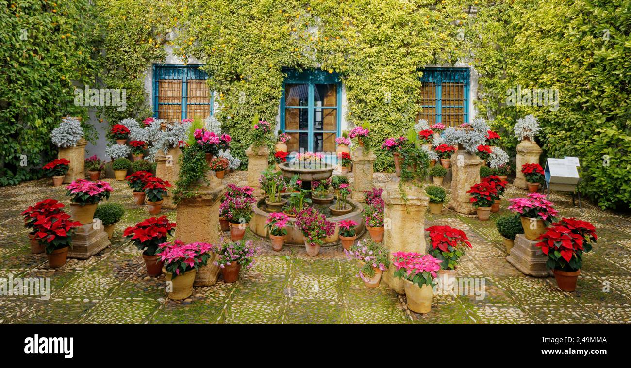 VIANA PALACE GARDENS CORDOBA SPAIN PATIO GARDEN WITH ESPALIERED ORANGE TREES AND LARGE COLLECTION OF POTS WITH POINSETTIA FLOWERS Stock Photo