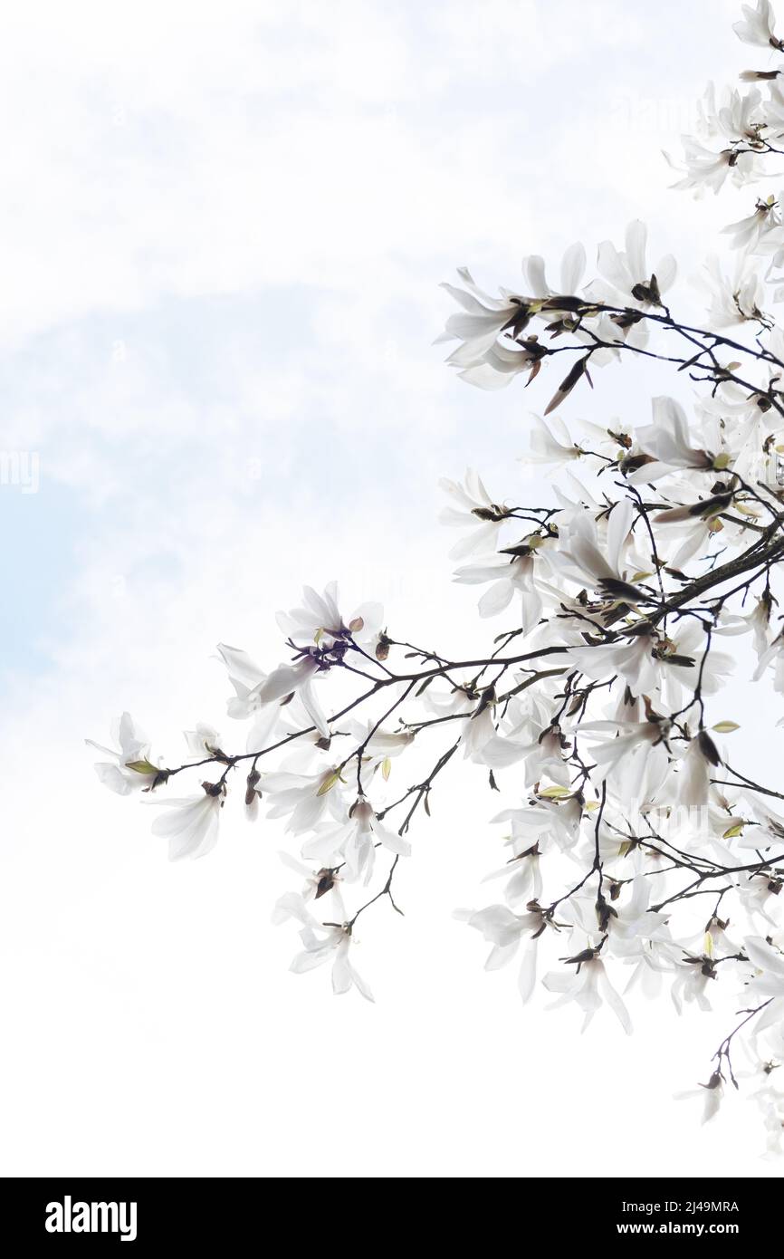 White magnolia blossoms on a tree Stock Photo - Alamy