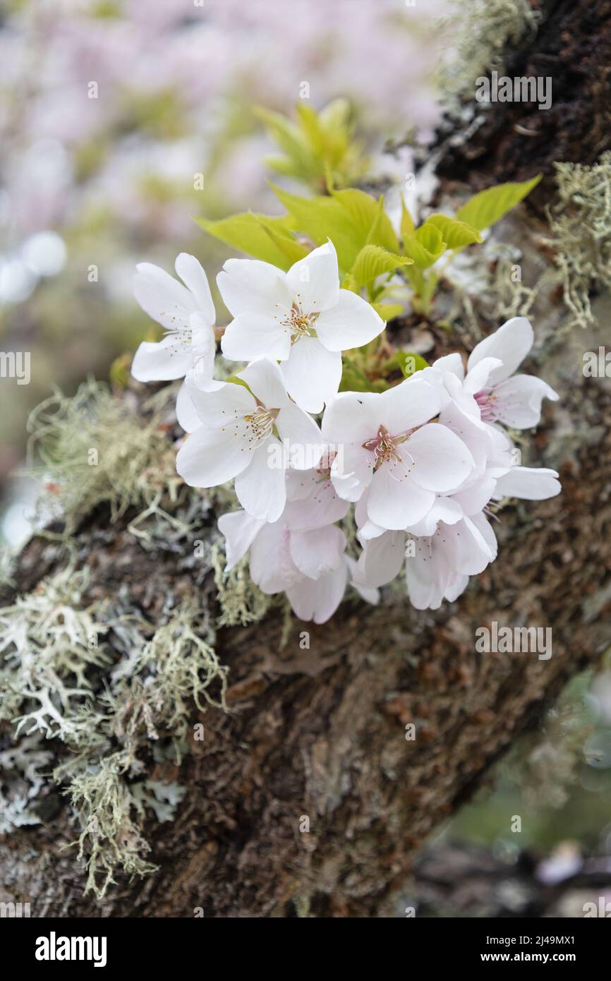 Close up branch cherry blossoms hi-res stock photography and images - Alamy