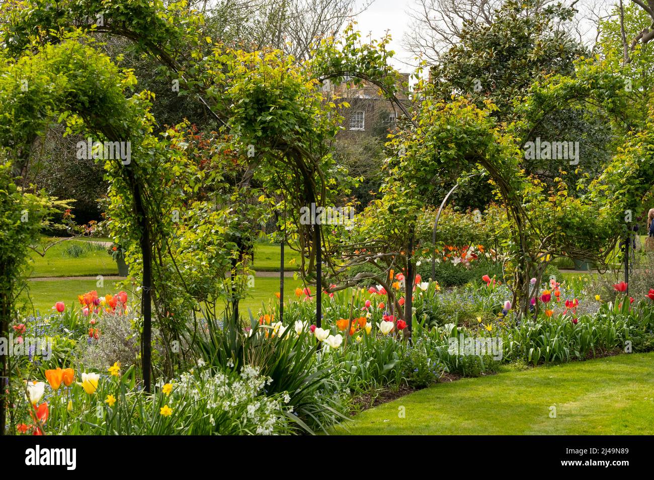 Multicoloured tulips along a pergola covered walkway in Edwardes