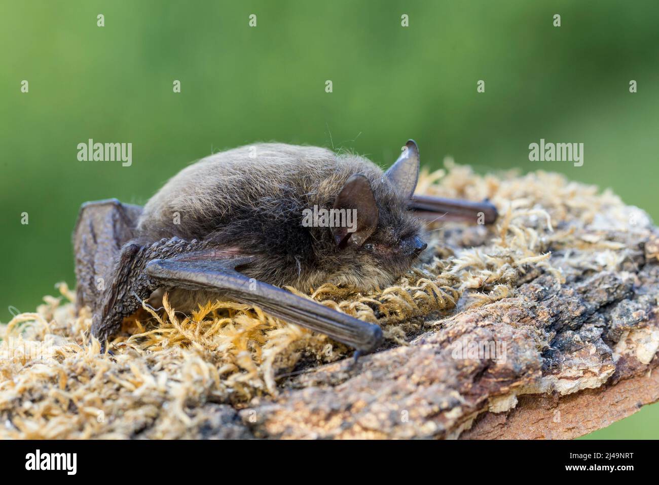 Kleine Bartfledermaus, whiskered bat, Myotis mystacinus Stock Photo