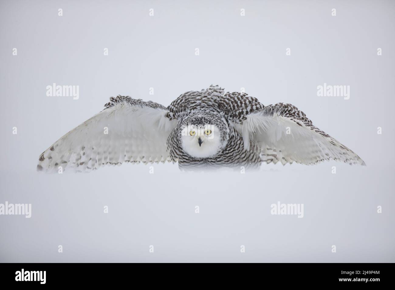 Schnee-Eule, snowy owl, Bubo scandiacus Stock Photo