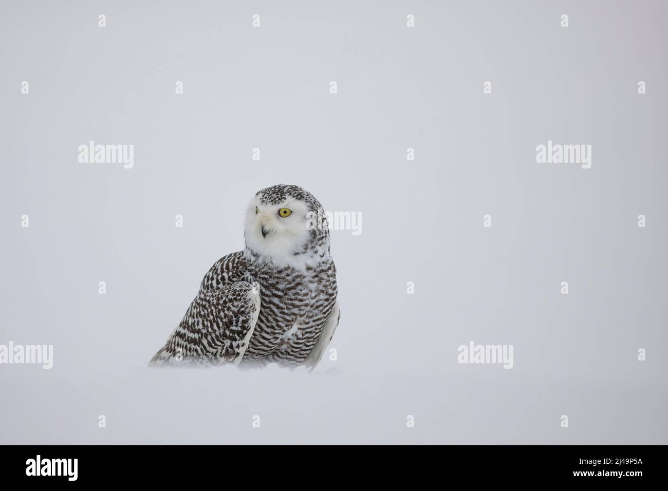 Schnee-Eule, snowy owl, Bubo scandiacus Stock Photo