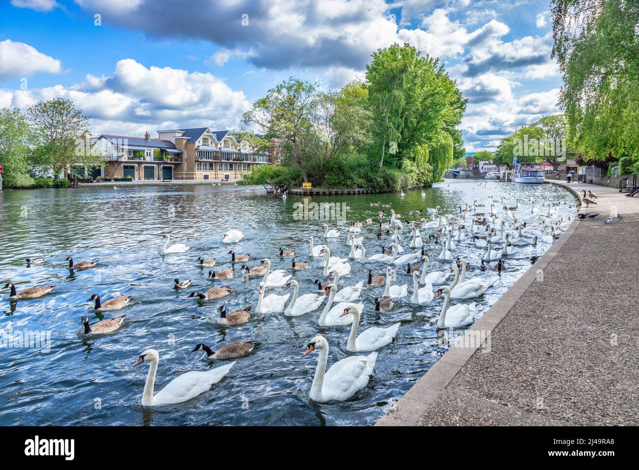 5 June 2019: Windsor, UK - Swans and Canada Geese on the River Thames. Stock Photo