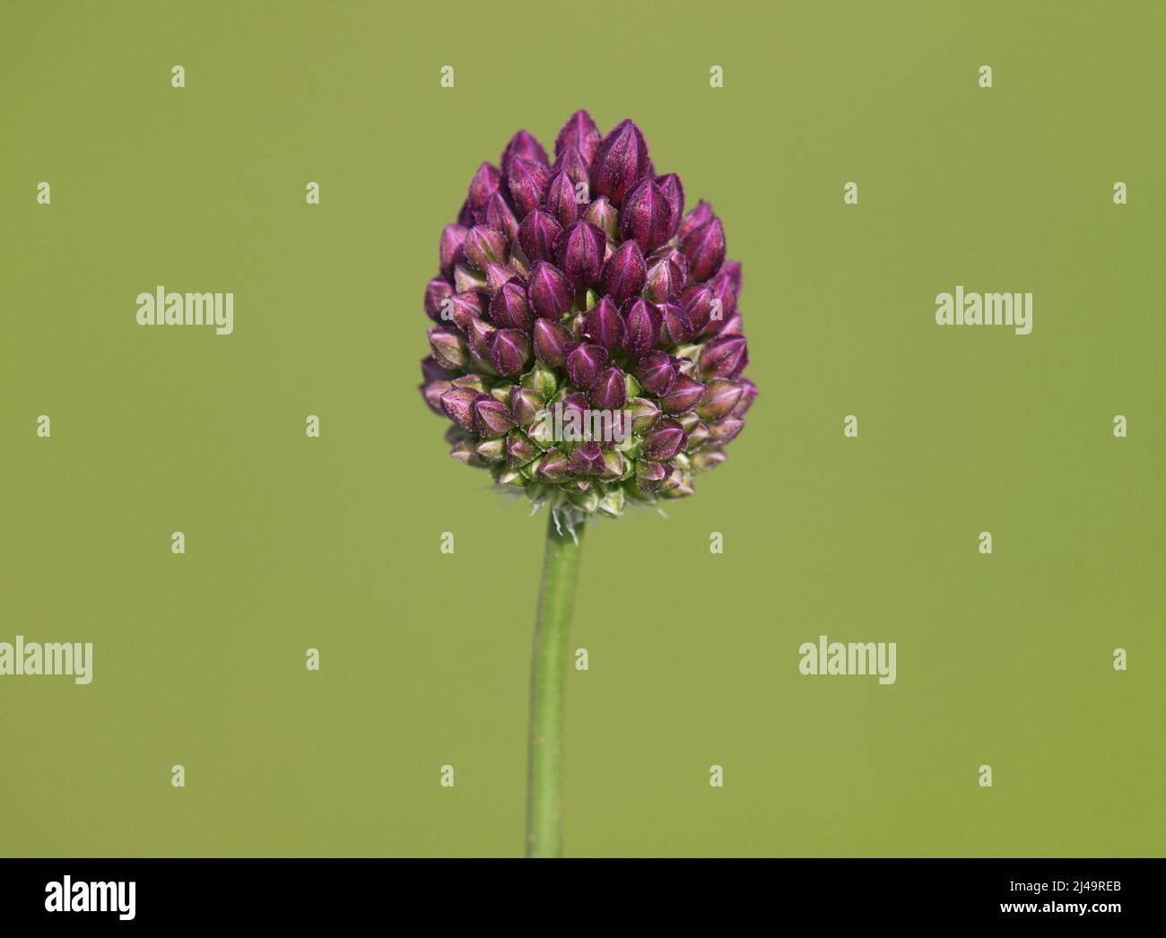 Flower head of purple flowered garlic or round-headed leek. Allium rotundum Stock Photo