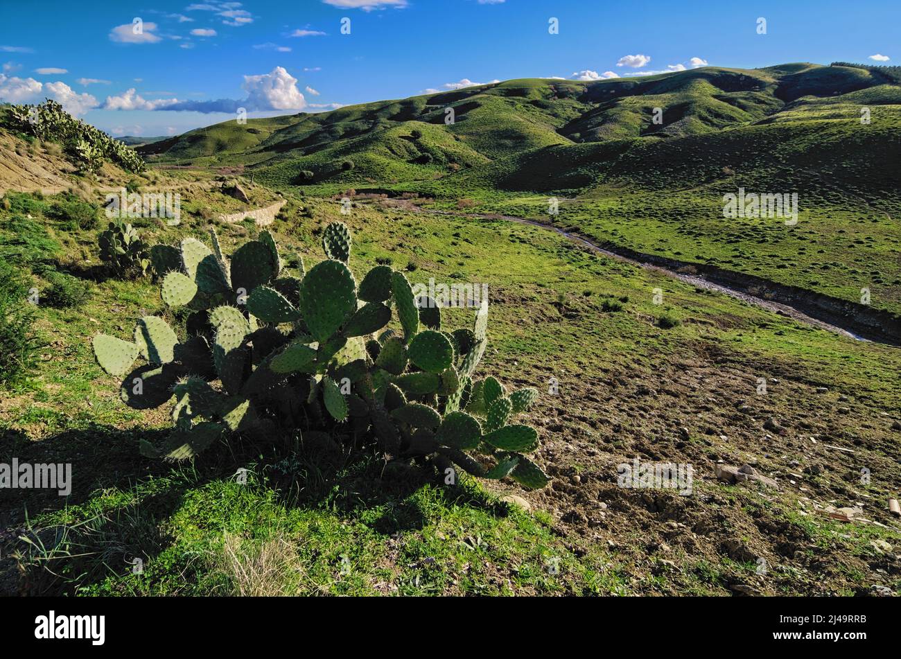 sicilian landscape of grassland with pear cactus and stream dry in dales Stock Photo