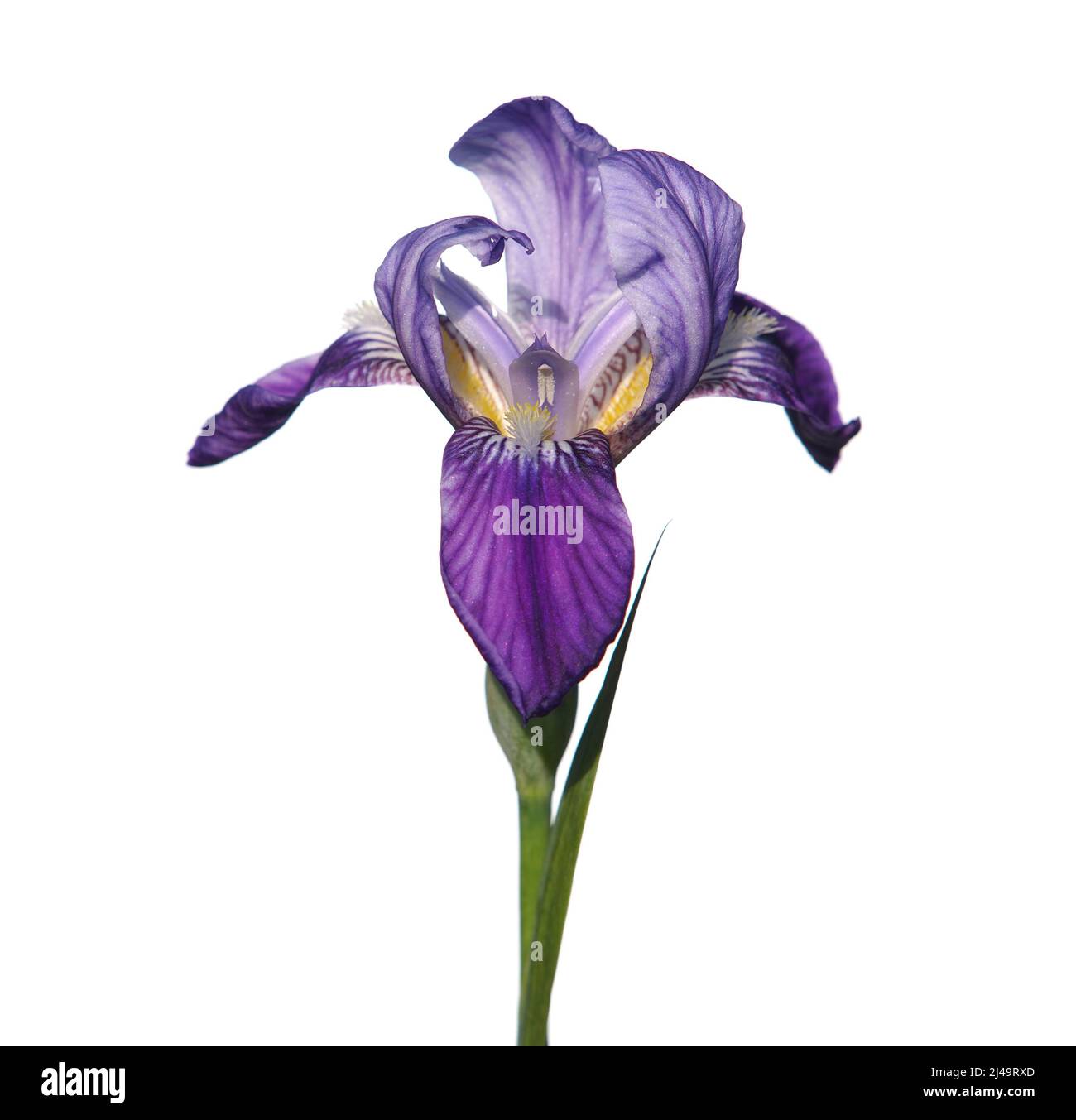 Purple blue iris flower isolated on white, Iris sanguinea Stock Photo