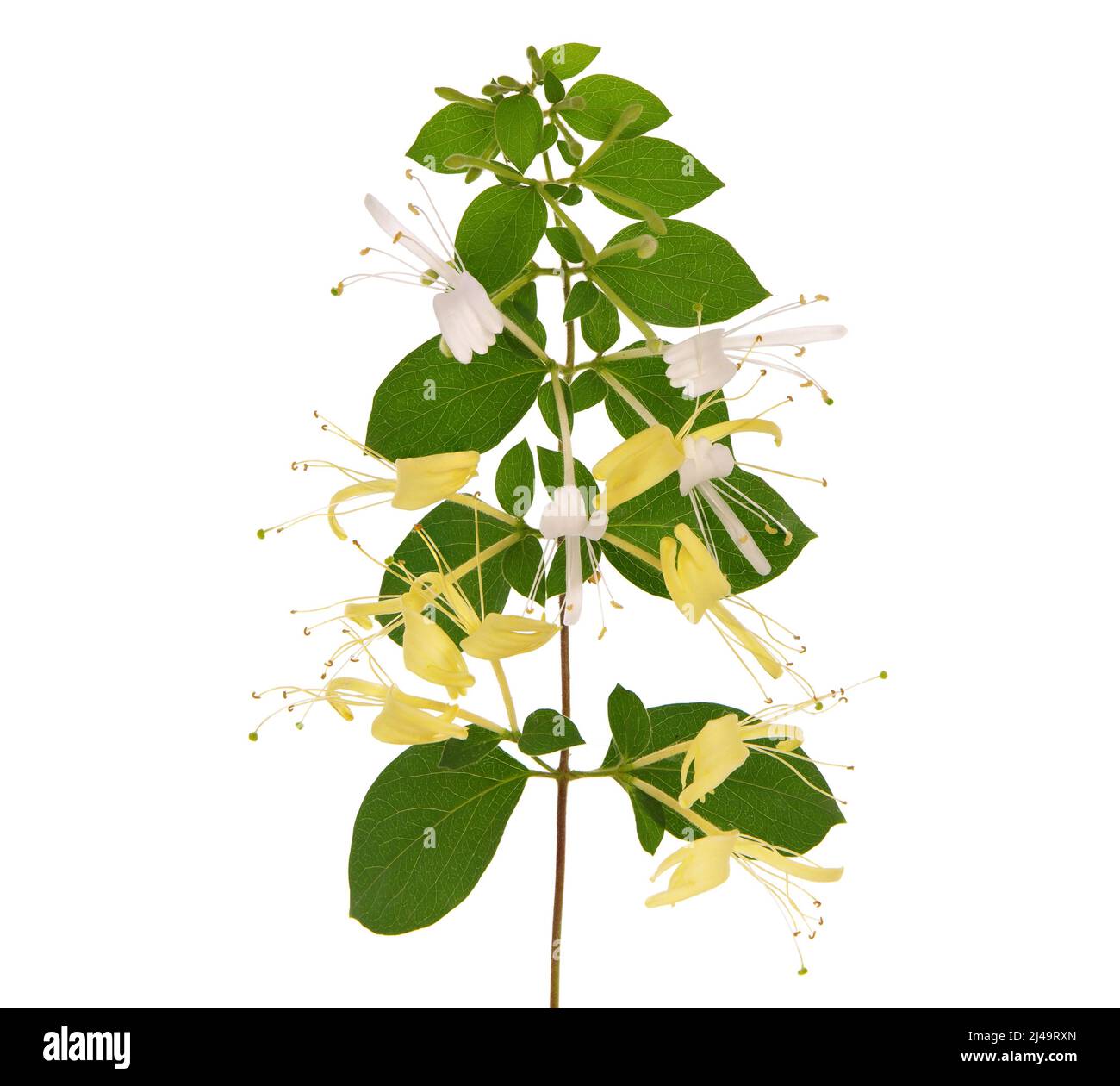 Branch of Japanese honeysuckle with white and yellow flower isolated on