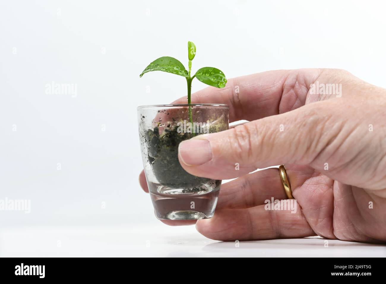 Hand holding a seedling of a lemon tree in a small glass, living plant as nature and green business metaphor for care, patience, growth and success, w Stock Photo