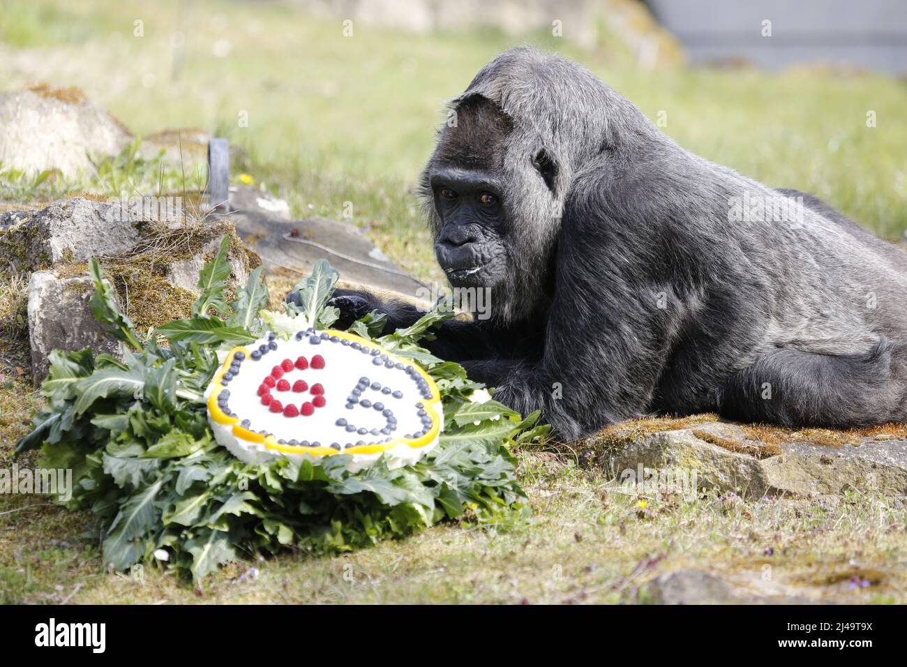 Germany, Berlin, April 13, 2022. Fatou, the oldest female gorilla in